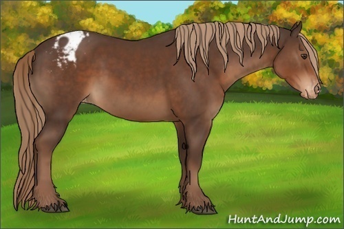 Horse Color:Liver Chestnut Varnish 