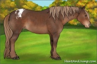 Horse Color:Liver Chestnut Appaloosa 