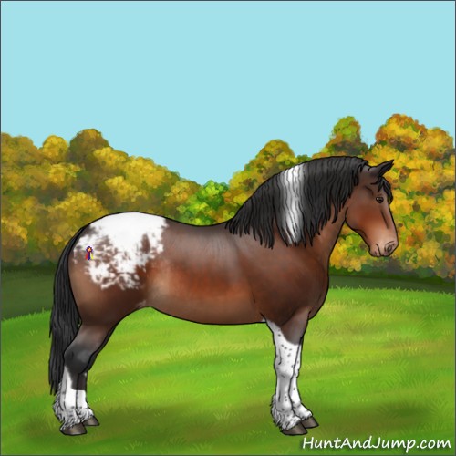 Horse Color:Brown Tobiano Snowcap Rabicano 