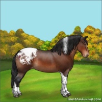 Horse Color:Brown Tobiano Snowcap Rabicano 