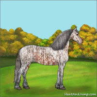 Horse Color:Brown Appaloosa  and Brown Dun Appaloosa 