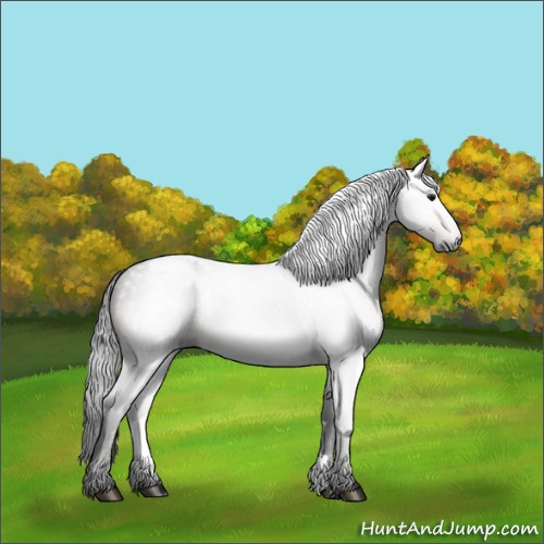 Horse Color:Gray Brown Appaloosa 