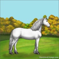 Horse Color:Gray Brown Appaloosa 