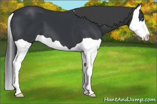 Horse Color:Black Splash