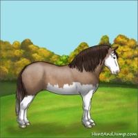 Horse Color:Liver Red Dun Splash