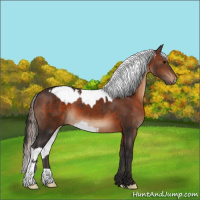 Horse Color:Bay Appaloosa  and Brown 