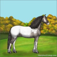 Horse Color:Grullo Roan Onyx Snowcap Rabicano 