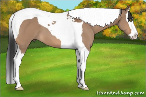 Horse Color:Brown Dun Splash Tobiano 