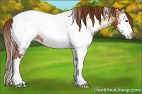 Horse Color:White Spotted Red Onyx Splash Appaloosa