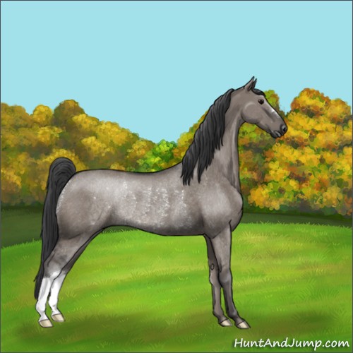 Horse Color:Grullo Rabicano 