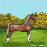 Horse Color:Silver Brown Rabicano 