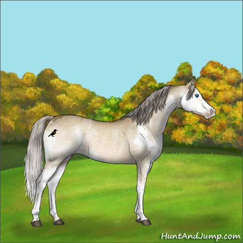 Horse Color:Chocolate Palomino Dun Splash Rabicano 