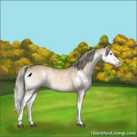 Horse Color:Chocolate Palomino Dun Splash Rabicano