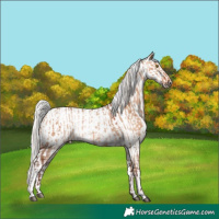 Horse Color:Silver Brown Dun Rabicano and Silver Blue Roan Splash Appaloosa Rabicano