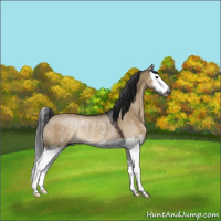 Horse Color:Gray Brown Dun Splash Rabicano