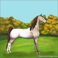 Horse Color:Sable Champagne Dun Appaloosa Rabicano 