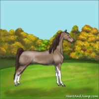 Horse Color:Liver Red Dun Tobiano Rabicano 