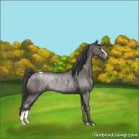 Horse Color:Grullo Appaloosa Rabicano 