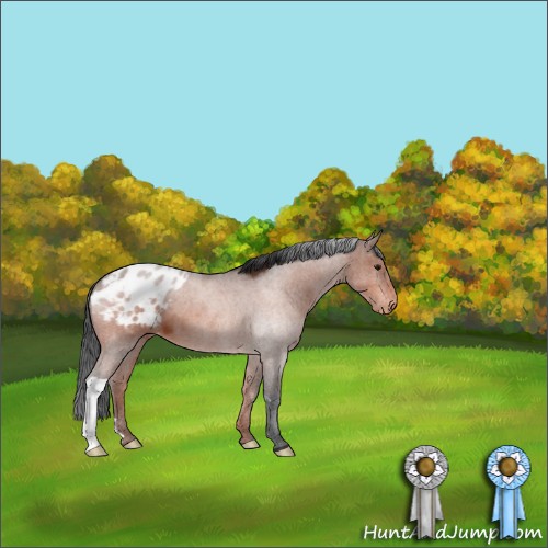 Horse Color:Bay Appaloosa 