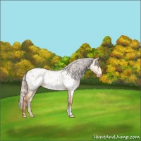 Horse Color:Silver Classic Champagne Dun Near Leopard 