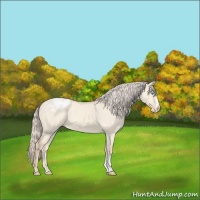 Horse Color:Cremello Dun Snowcap