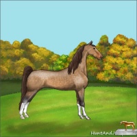 Horse Color:Buckskin Dun Varnish 