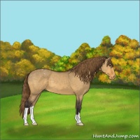 Horse Color:Buckskin Dun Appaloosa 