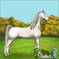 Horse Color:Perlino Appaloosa