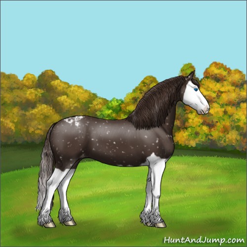 Horse Color:Liver Chestnut Splash Appaloosa 
