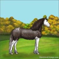 Horse Color:Liver Chestnut Splash Appaloosa 
