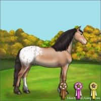 Horse Color:Bay Dun Appaloosa Brindle 