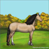 Horse Color:Gray Bay Dun Brindle 