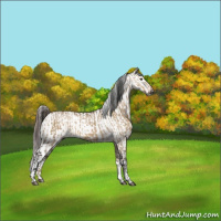 Horse Color:Gray Brown Dun Appaloosa and Liver Red Dun Appaloosa Brindle