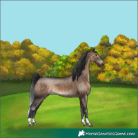Horse Color:Brown Dun 