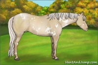 Horse Color:White Spotted Silver Grullo Pearl 