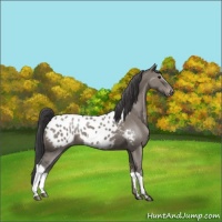 Horse Color:Grullo Appaloosa 