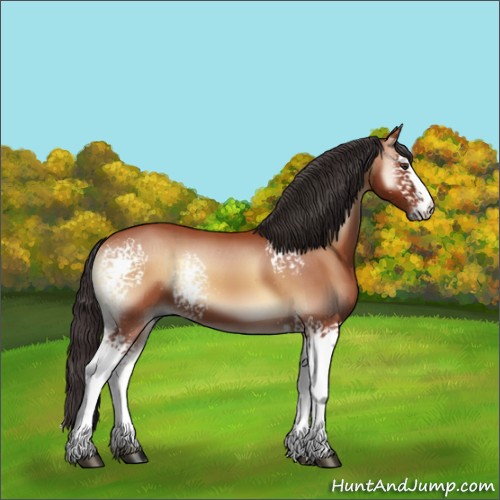 Horse Color:White Spotted Bay Onyx
