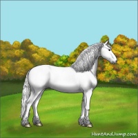 Horse Color:Gray Blue Onyx Chinchilla Splash Appaloosa Rabicano 