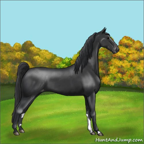 Horse Color:Black Appaloosa 