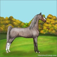 Horse Color:Silver Blue Roan 