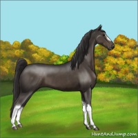 Horse Color:Smoky Black 