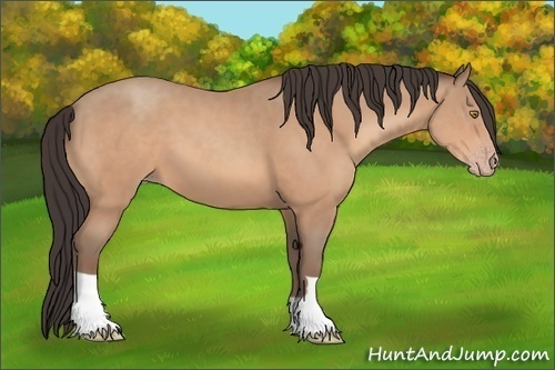 Horse Color:Sable Champagne 