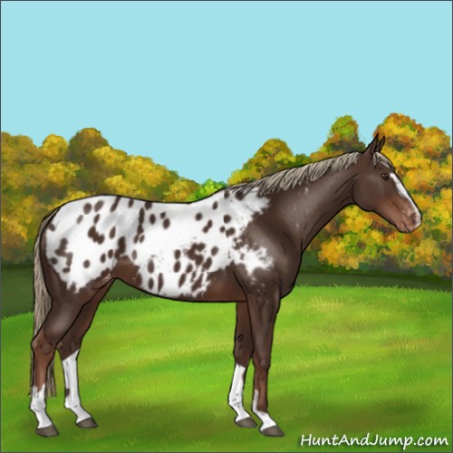 Horse Color:Liver Chestnut Sabino Appaloosa 