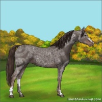 Horse Color:Liver Chestnut Ice Sabino 