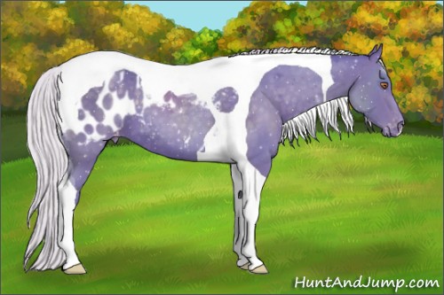 Horse Color:Watercolor Silver Black Chinchilla Tobiano Appaloosa
