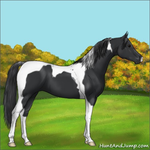 Horse Color:Black Tobiano 