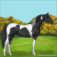Horse Color:Black Tobiano 