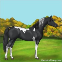 Horse Color:Black Tobiano 