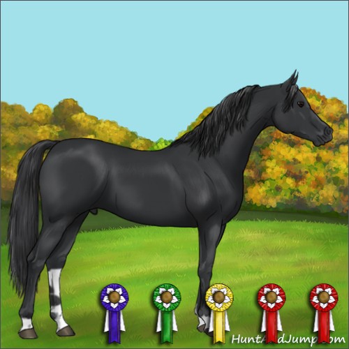 Horse Color:Black 