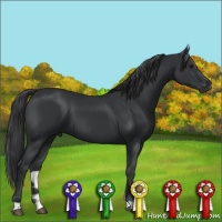 Horse Color:Black 